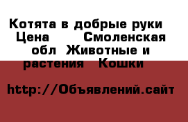 Котята в добрые руки › Цена ­ 0 - Смоленская обл. Животные и растения » Кошки   